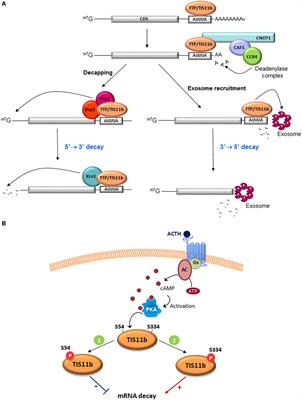 ACTH Action on Messenger RNA Stability Mechanisms